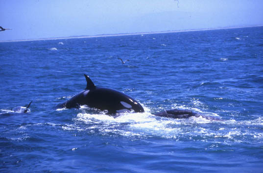 Killer Whale on top of Gray Whale near end of attack