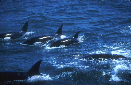 Adult female Killer Whales with their young surround Gray Whales as a team