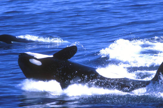 Killer Whales breach and play after feeding on the Gray Whale