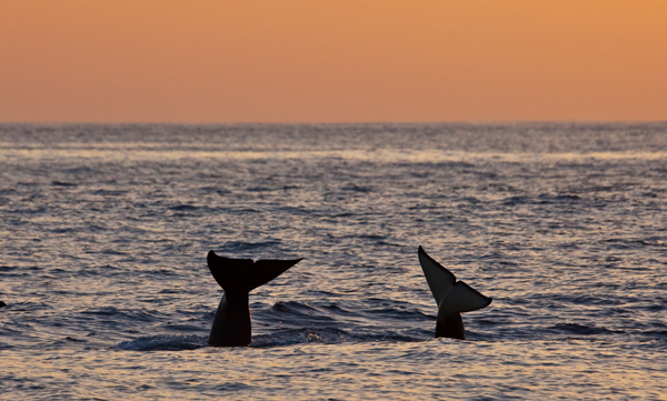 Flukes of two Killer Whales at dusk