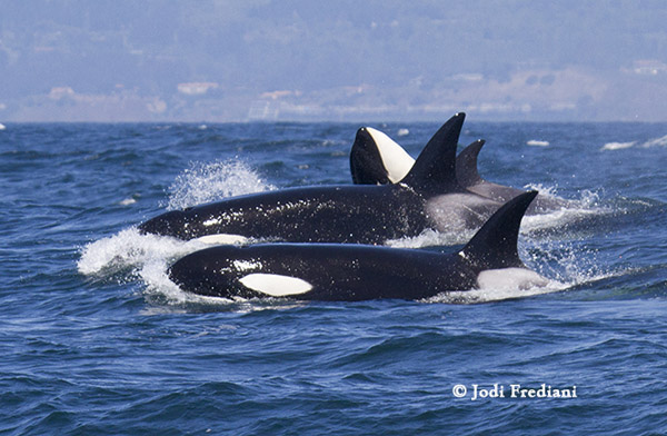 Killer Whale Family Portrait of some of the CA51s