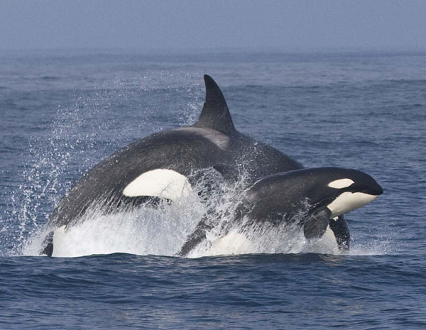 An adult female killer whale and her calf chase a Dall's porpoise