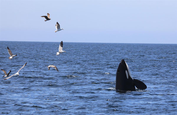 Killer whale spyhops after feeding