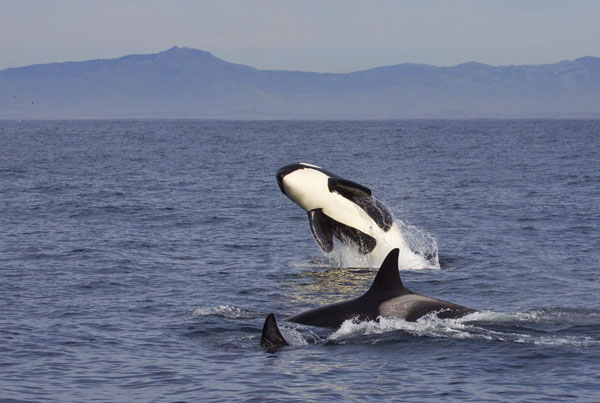 Killer whale breaching after successful dolphin hunt