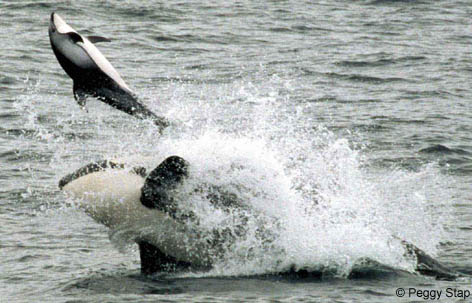 Whale on Monterey Bay Whale Watch    Photo Of Killer Whale Attacking Pacific