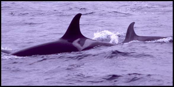 Killer Whales, Slide No. B05-27