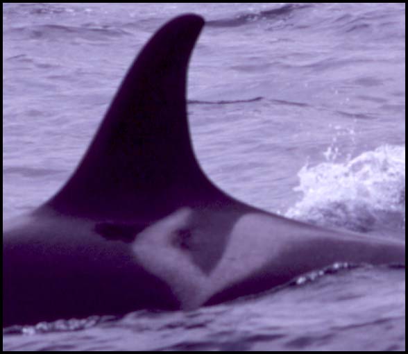 Killer Whales, Slide No. B05-27Z