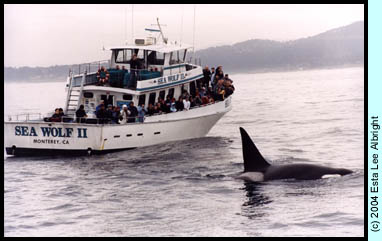 Monterey Whale Watching
