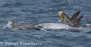 2 mothers and 2 baby Risso's Dolphins, photo by Daniel Bianchetta