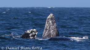 Gray Whale spy hopping, photo by Daniel Bianchetta
