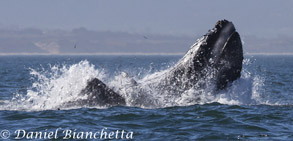 Lunge Feeding Humpback Whales a moment after the photo below, photo by Daniel Bianchetta