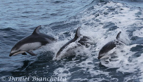Pacific White-sided Dolphins, one of several dolphin species to be seen on Big Blue Live