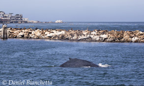 Humpback Whale by the break wall, photo by Daniel Bianchetta