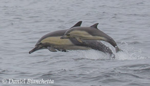 Long-beaked Common Dolphins mom and calf, photo by Daniel Bianchetta