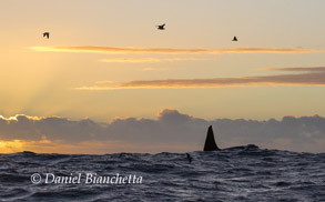 Biggs (Transient) Killer Whale at sunset, photo by Daniel Bianchetta