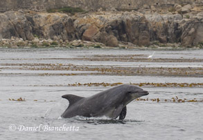 Bottlenose Dolphin, photo by Daniel Bianchetta