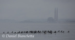 Brandt's Cormorants, photo by Daniel Bianchetta