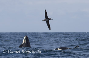 Killer Whales and Black-footed Albatross, photo by Daniel Bianchetta
