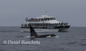 Male Killer Whale CA-24 with Blackfin, photo by Daniel Bianchetta