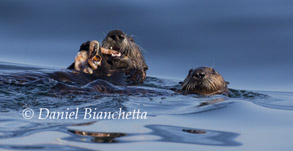Mother and pup sea otter, photo by Daniel Bianchetta