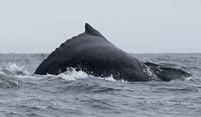 Humpback Whale photo by daniel bianchetta