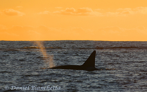 Killer Whale at sunset, photo by Daniel Bianchetta