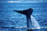 Blue whale flukes