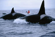 Nancy Black tracking Killer Whales, photo by Grace Atkins