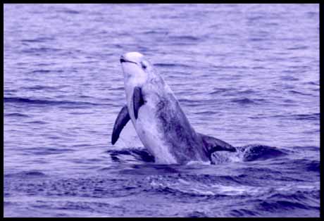 Pictures of risso's dolphin 3