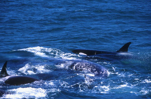 Killer Whales surround Gray Whale calf after its separated from mother