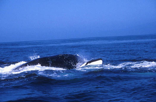 Killer Whale surfaces and hits calf from below.