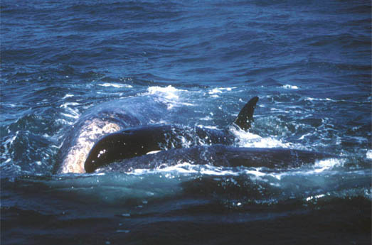 Female Killer Whale positioned herself between Gray mother and calf for 