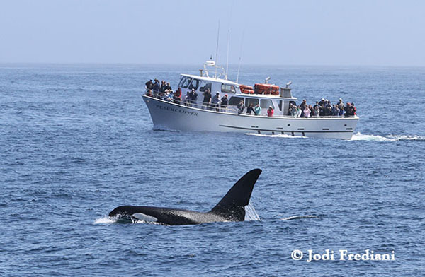 Killer Whale "Can Opener" and the Pt. Sur Clipper