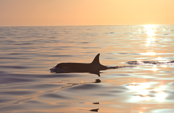 Killer Whale at dusk