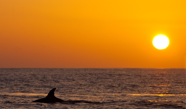 Killer Whale at sunset