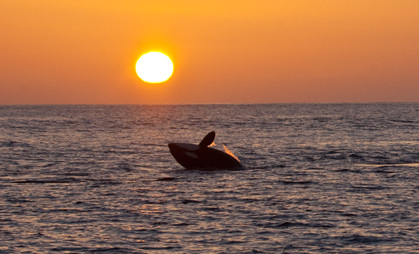 Killer Whale at sunset