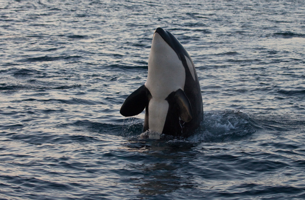 Killer Whale spy hopping