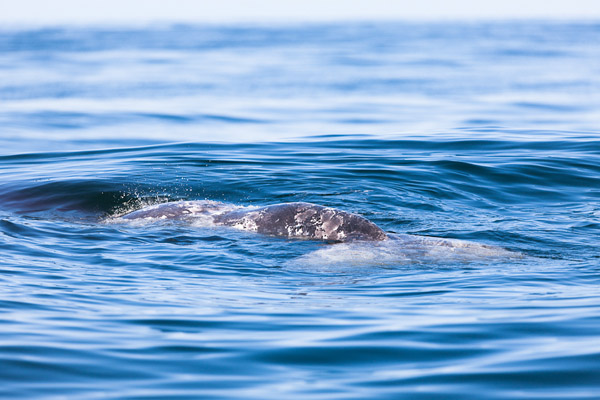 Gray Whale Carcass, April 27, 2012