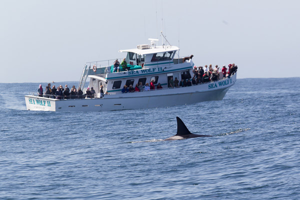 Killer Whale and Monterey Bay Whale Watch boat, April 27, 2012