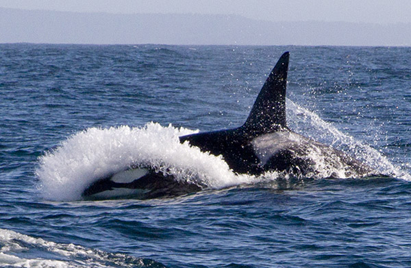 Killer Whale CA 51b, with 'White Water Wreath' 