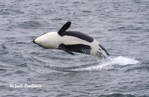 Killer whale celebrating the recent harbor seal kill