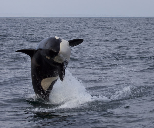 Killer whale breaching on April 15, 2012