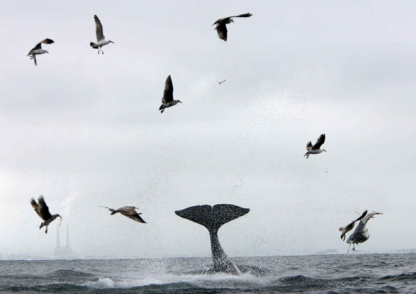 Female killer whale tosses piece of gray whale blubber out of water while feeding, scattering the gulls