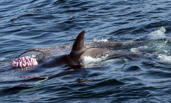 Juvenile killer whale shares in the gray whale carcass.