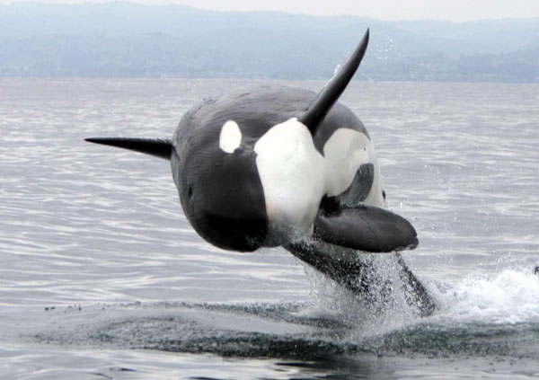 Killer whale breaching