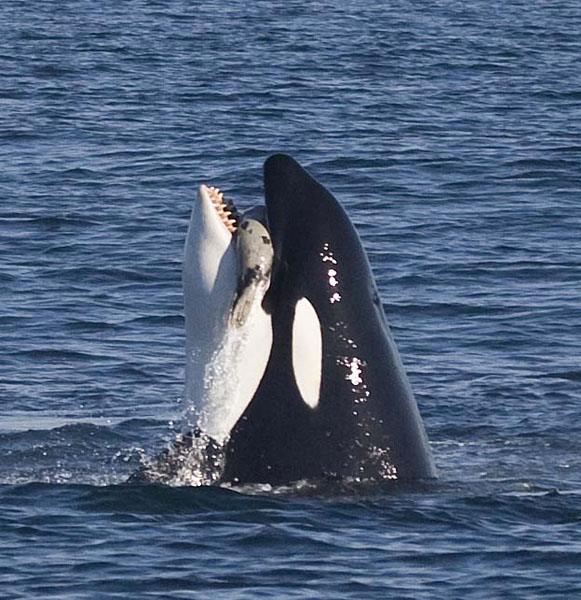 Killer whale grabs young elephant seal between its teeth