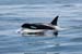 68968killerWhale_5SG2012_04_27_5