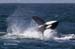 69946KillerWhaleBreachingJF2012_04_20_0631