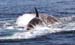 80100KillerWhaleAttackingGrayWhaleCalfNB73405-6-07