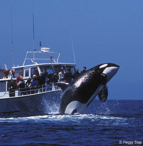 killer whale trips